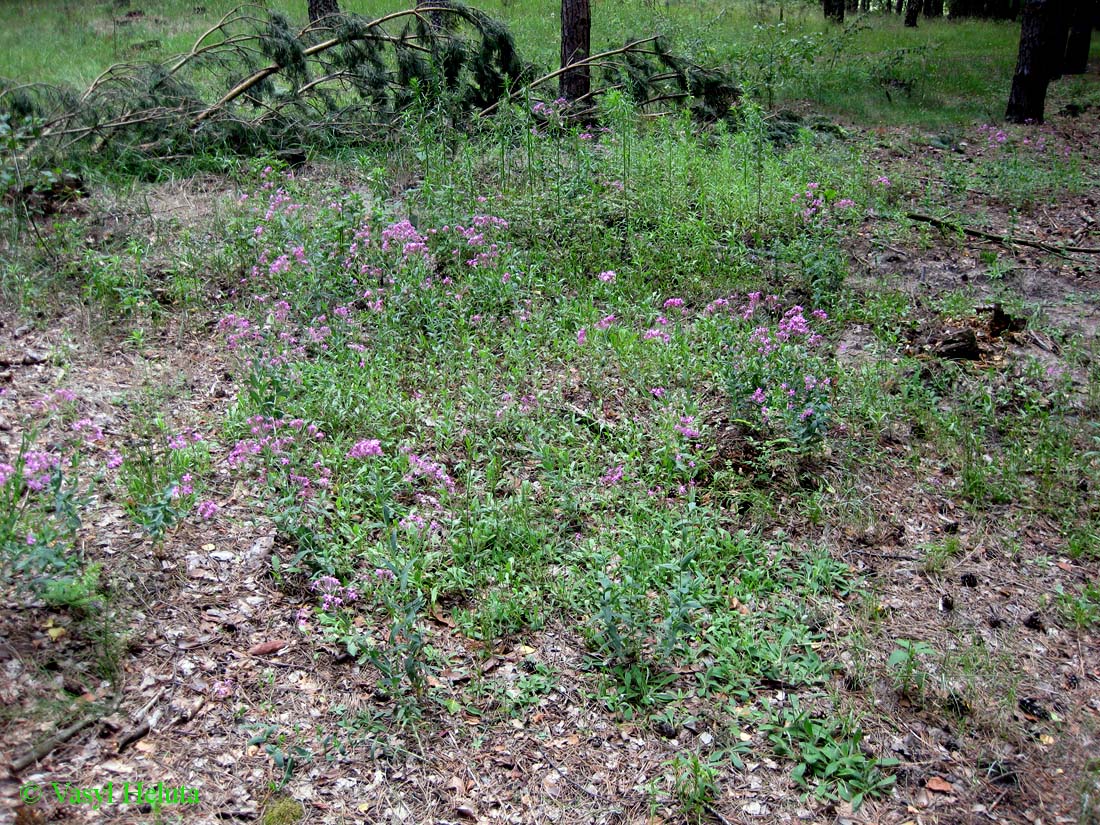 Image of Silene lituanica specimen.