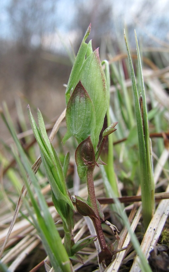 Изображение особи Lathyrus pratensis.