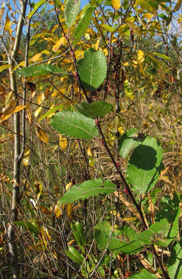 Image of Salix caprea specimen.