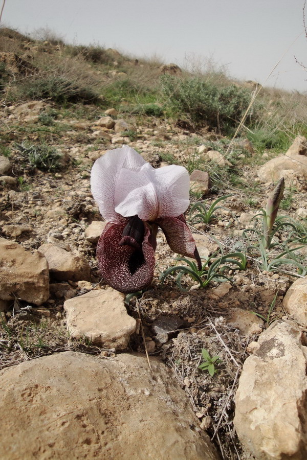 Image of Iris elegantissima specimen.