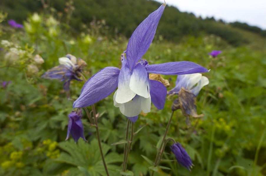 Изображение особи Aquilegia olympica.