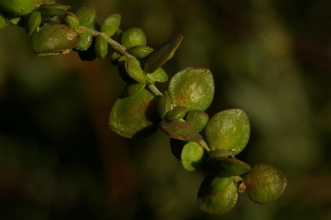 Изображение особи Atriplex micrantha.