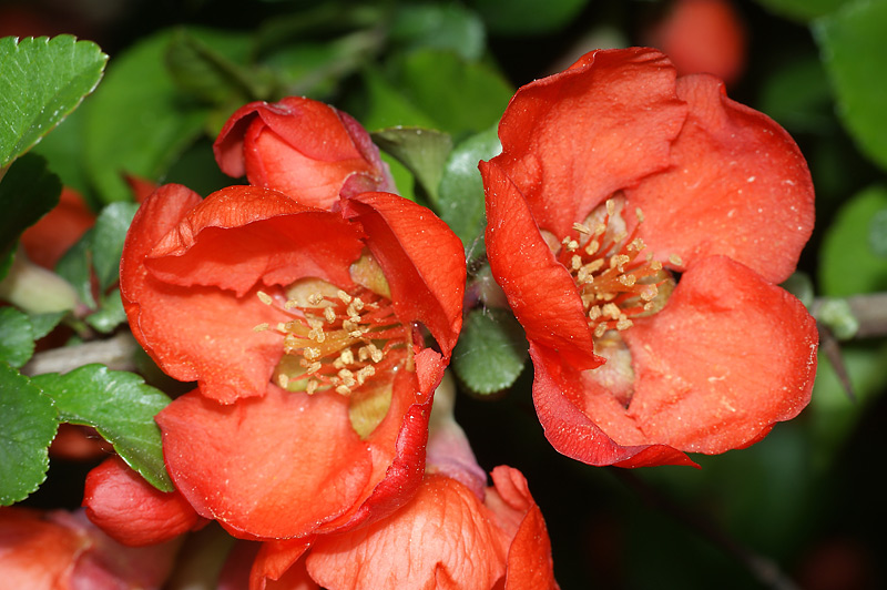 Image of Chaenomeles japonica specimen.