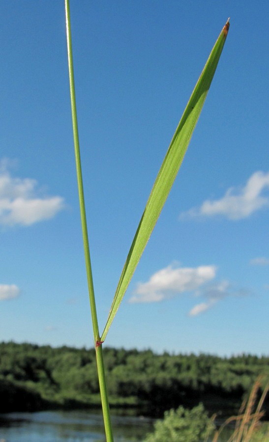 Изображение особи род Agrostis.