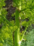 Ferula paniculata. Стебель. Казахстан, Джамбульская обл., зап. оз. Балхаш. 13.05.2011.