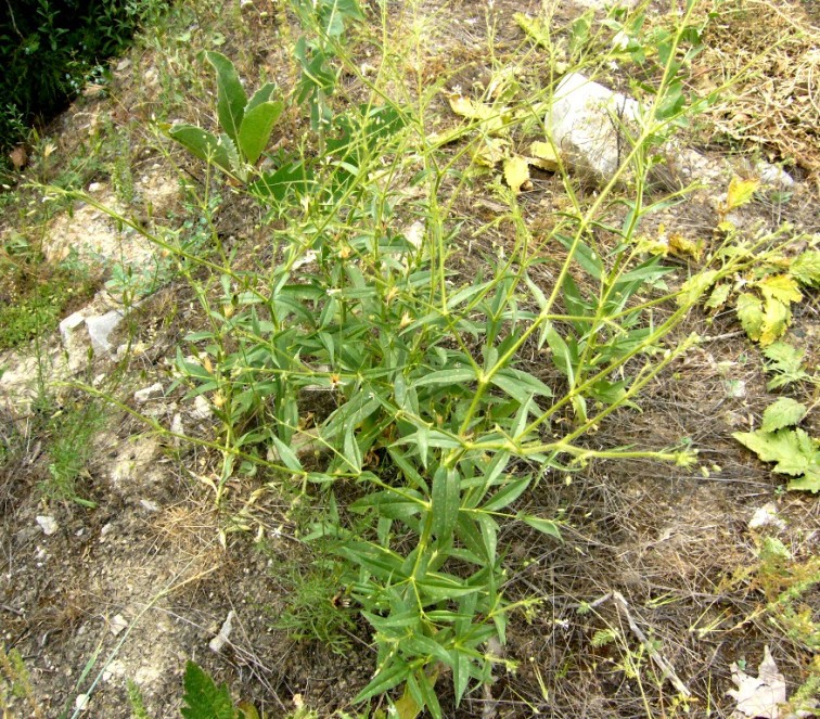 Image of Pseudosaponaria pilosa specimen.
