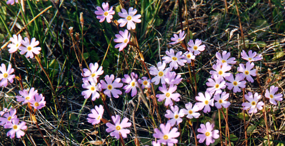 Изображение особи Primula finmarchica.