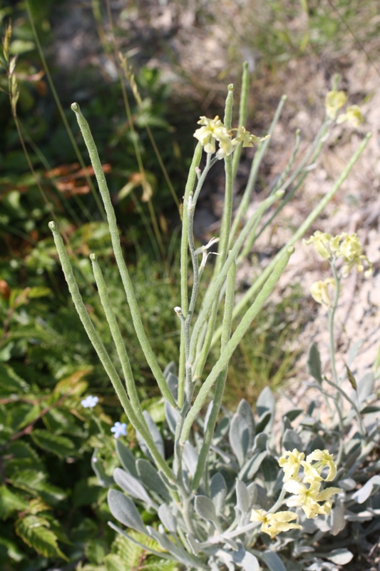Image of Matthiola odoratissima specimen.
