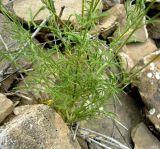 Crupina vulgaris. Нижняя часть растения. Копетдаг, Чули. Май 2011 г.
