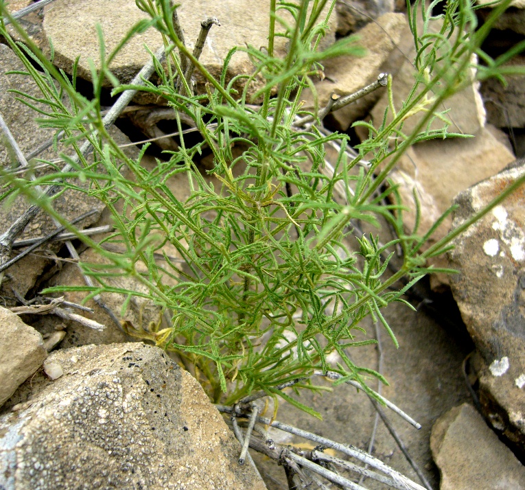 Image of Crupina vulgaris specimen.