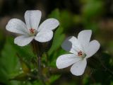 Geranium robertianum