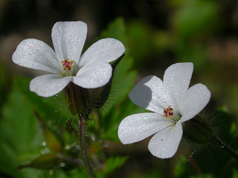 Изображение особи Geranium robertianum.