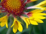 Gaillardia × grandiflora. Часть соцветия. Московская обл., дачный участок. 12.07.2004.