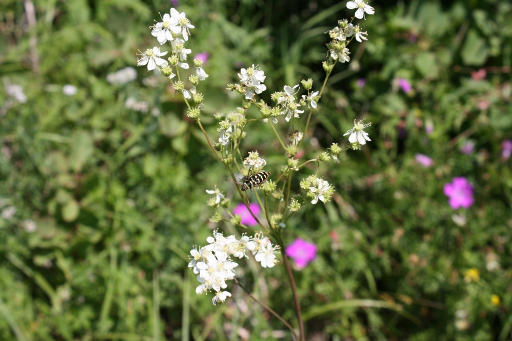 Изображение особи Filipendula vulgaris.