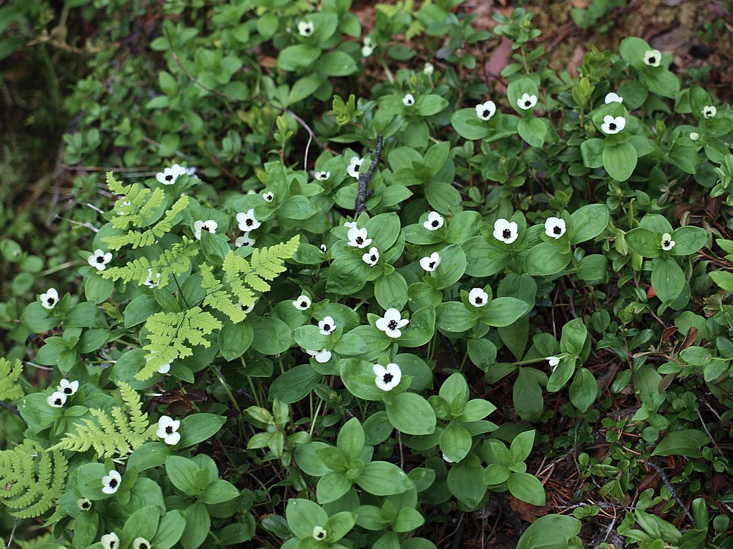 Изображение особи Chamaepericlymenum suecicum.