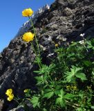 Trollius europaeus. Цветущее растение. Полярный Урал, берег Харуты. 11.07.2007.