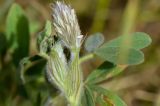 Trifolium palaestinum