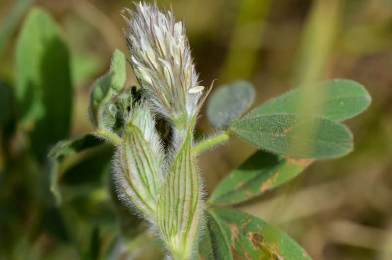 Изображение особи Trifolium palaestinum.