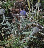 Echinops nanus