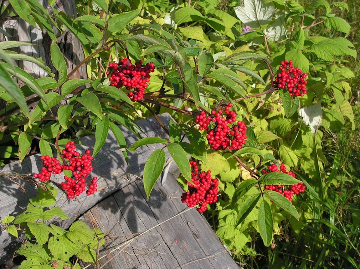 Image of Sambucus sibirica specimen.