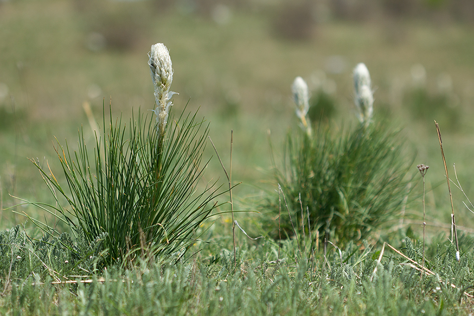 Изображение особи Asphodeline taurica.