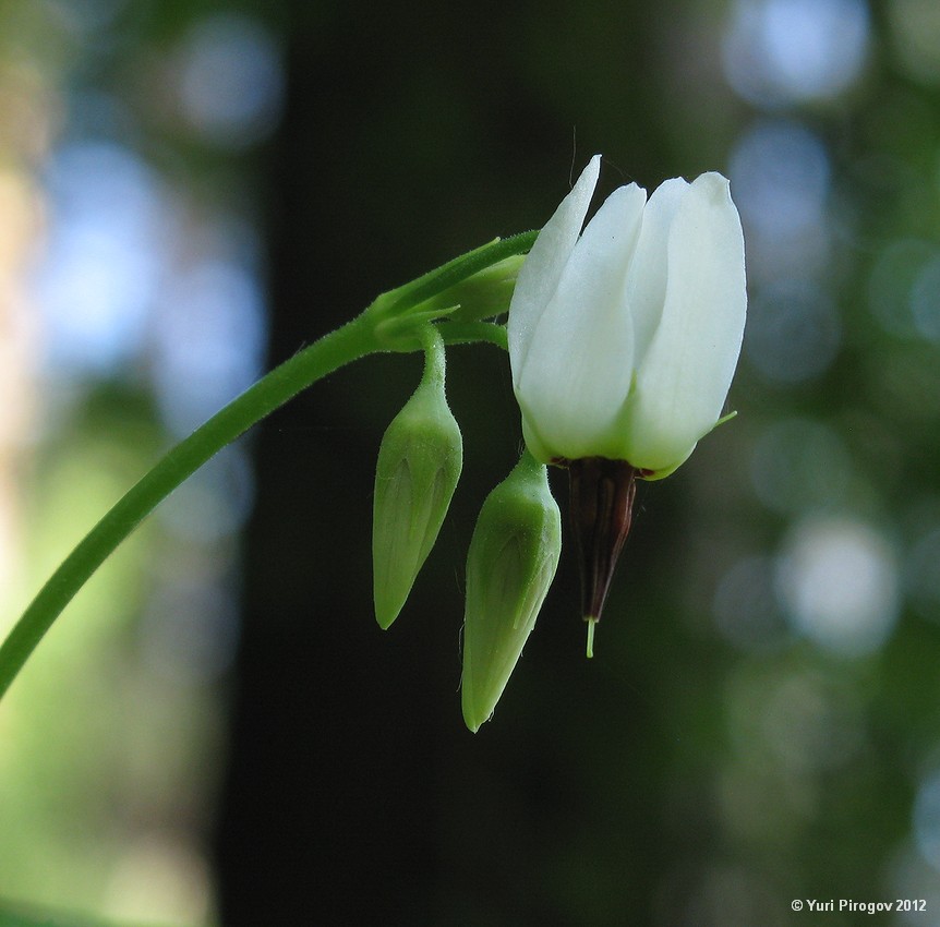 Изображение особи Dodecatheon dentatum.