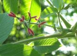 Juglans mandshurica. Ветвь с пестичными цветками. Окр. Томска, собственный питомник, в культуре. 11 июня 2012 г.