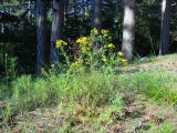 Hypericum perforatum