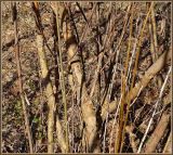Salix triandra. Стволы дерева с отслаивающейся корой. Чувашия, окр. г. Шумерля, пойма р. Паланка, садовое товарищество. 8 апреля 2009 г.