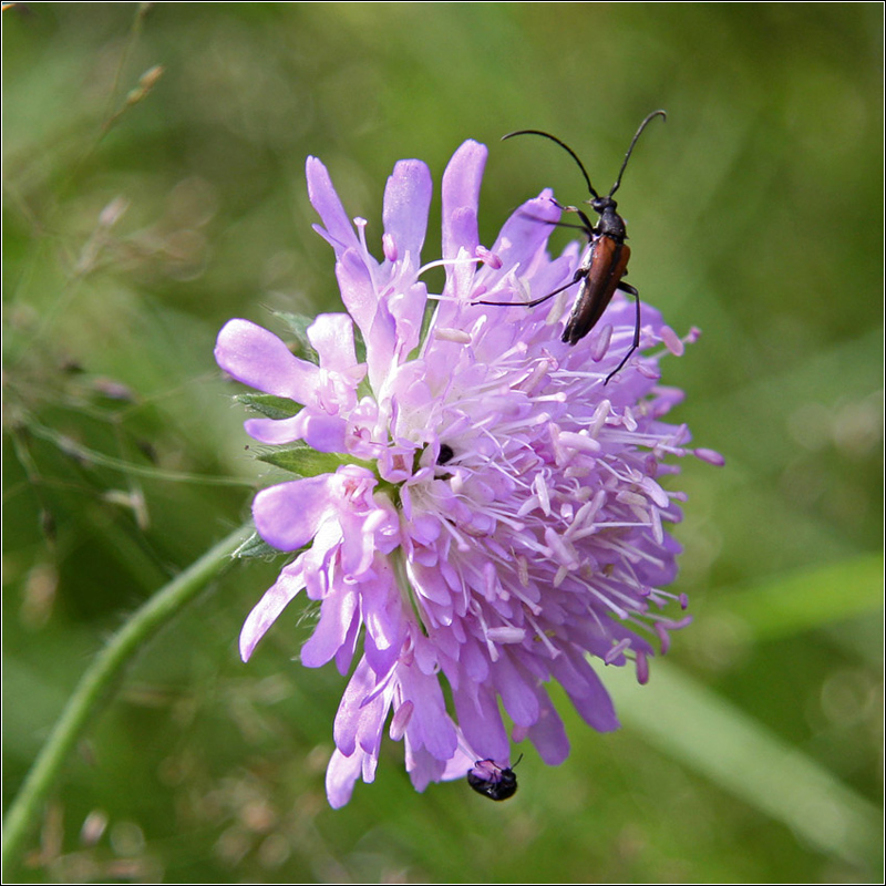 Image of Knautia arvensis specimen.