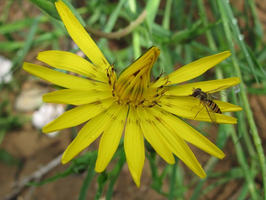 Image of Tragopogon orientalis specimen.