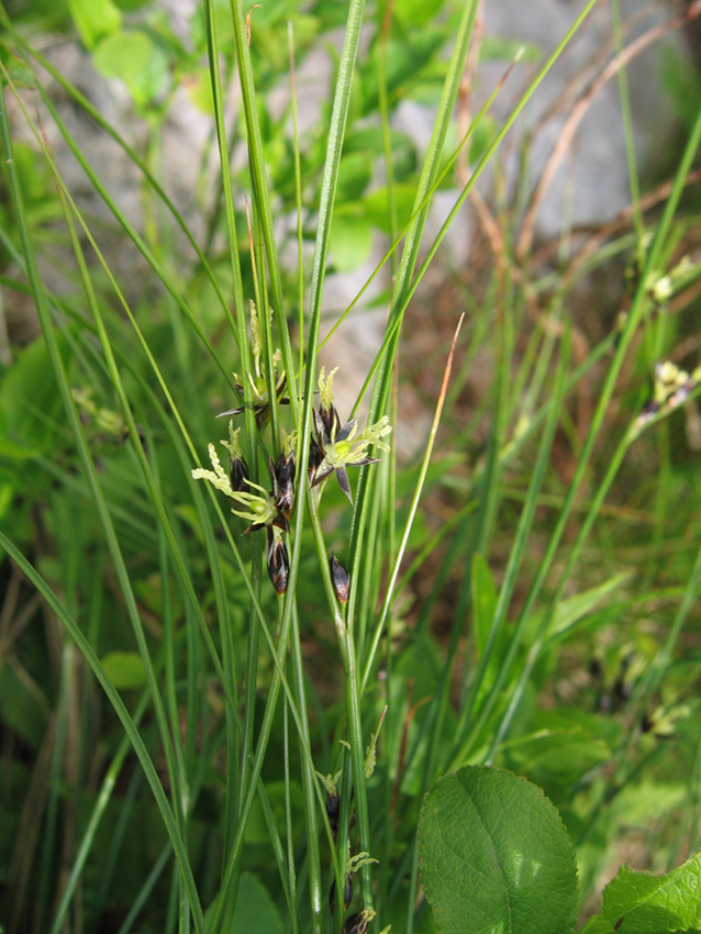 Изображение особи Juncus trifidus.