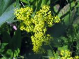 Galium verum. Соцветия. Санкт-Петербург, Павловск. 7 июля 2012 г.