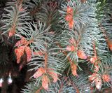 Picea pungens форма glauca. Верхушки побегов с микростробилами. Беларусь, г. Брест, мемориальный комплекс «Брестская крепость-герой». 30.06.2012.