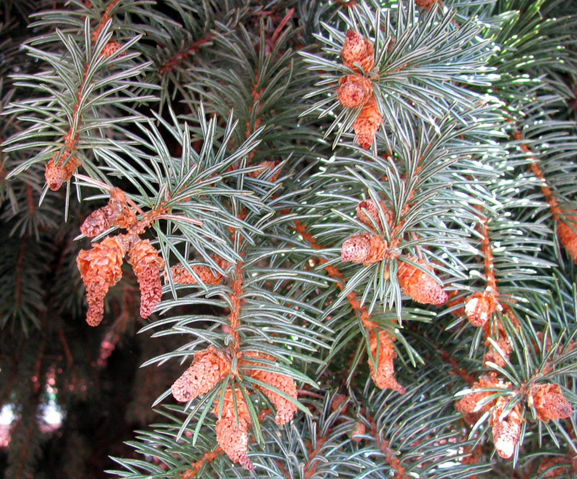 Image of Picea pungens f. glauca specimen.