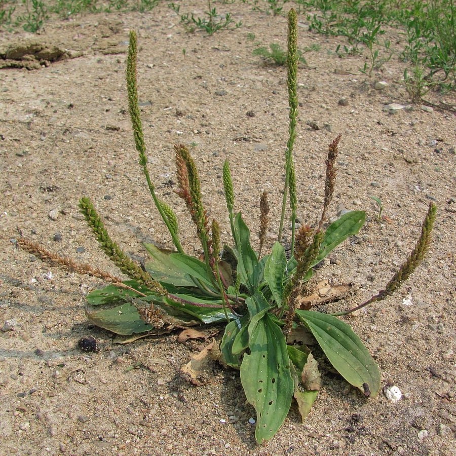 Изображение особи Plantago depressa.