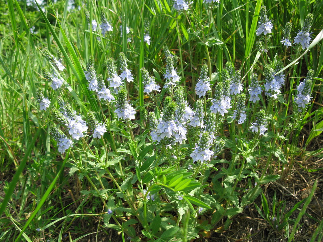 Image of Veronica prostrata specimen.