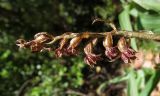 Epipactis atrorubens. Соплодие. Испания, автономия Арагон, провинция Уэска, горный массив Пиренеи, долина Бухаруэло (Valle de Bujaruelo), склон пика Себольяр, прогал в сосновом поясе. 1500 м н.у.м. 18 августа 2012 г.