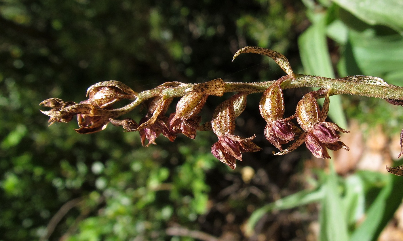 Изображение особи Epipactis atrorubens.