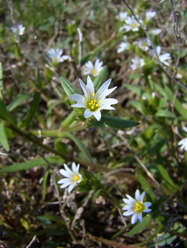 Image of Dichodon viscidum specimen.