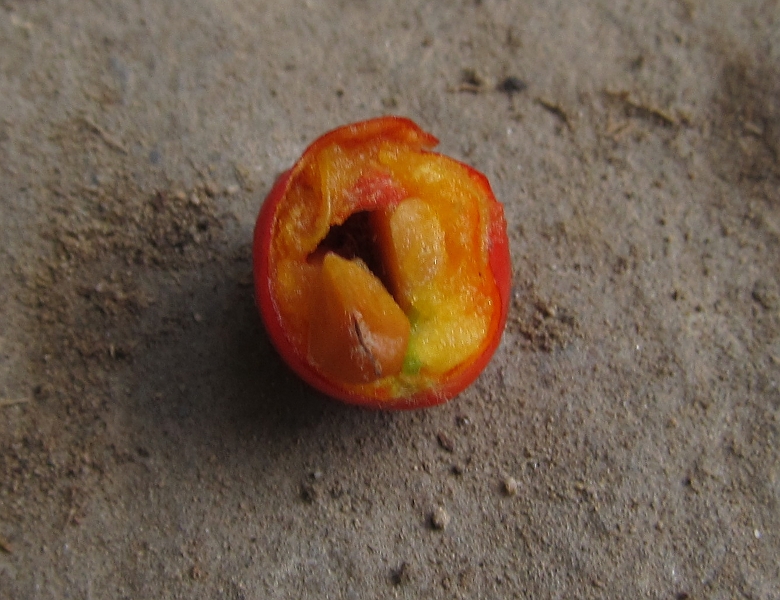 Изображение особи Cotoneaster pyrenaicus.