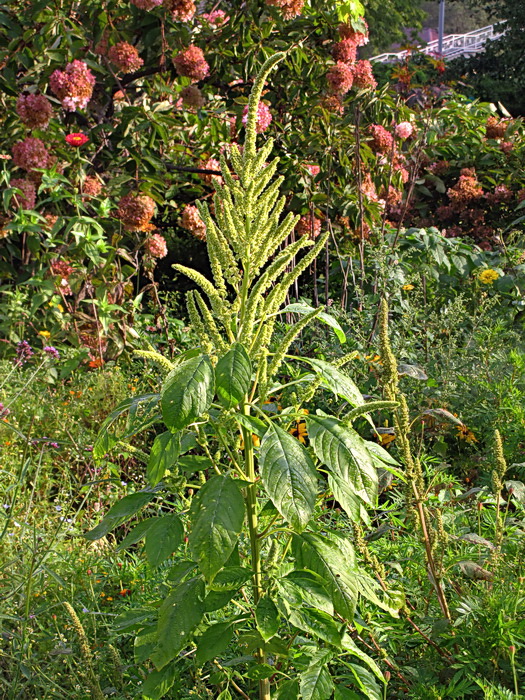 Image of genus Amaranthus specimen.