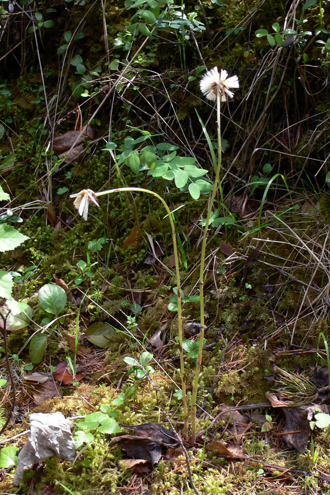 Image of Tussilago farfara specimen.