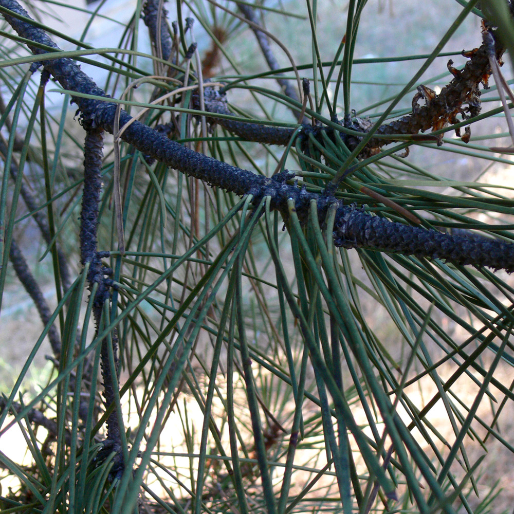 Image of Pinus pinea specimen.