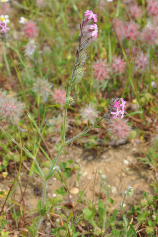 Image of Silene gallica specimen.