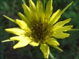 Tragopogon subspecies major