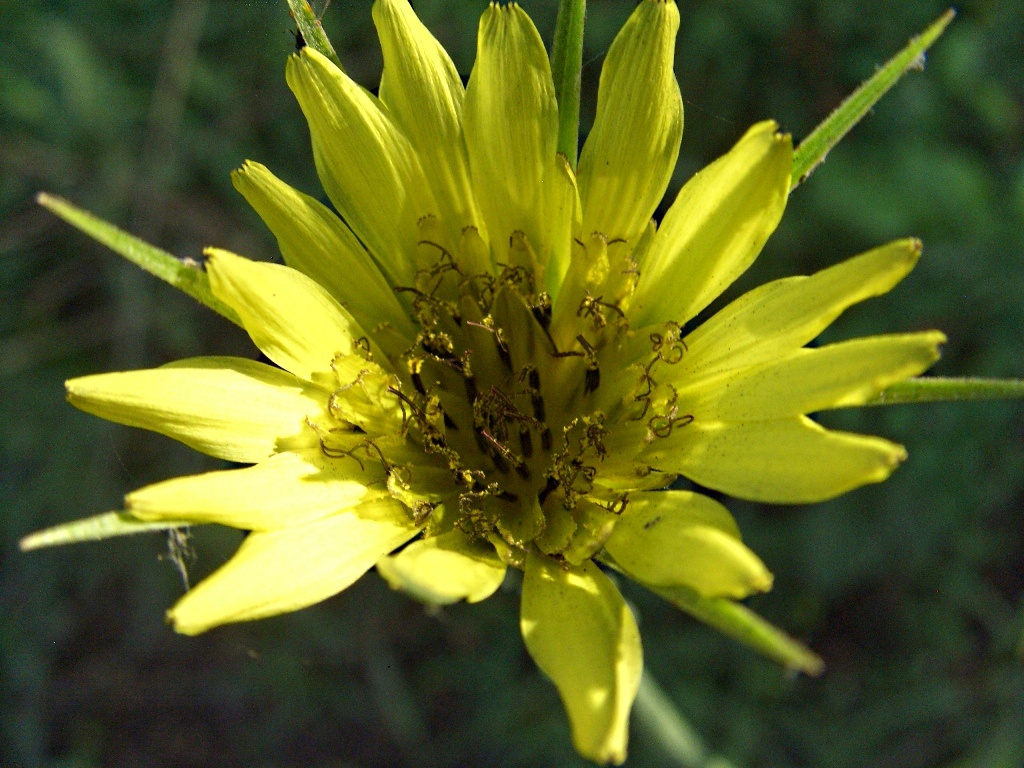 Image of Tragopogon dubius ssp. major specimen.