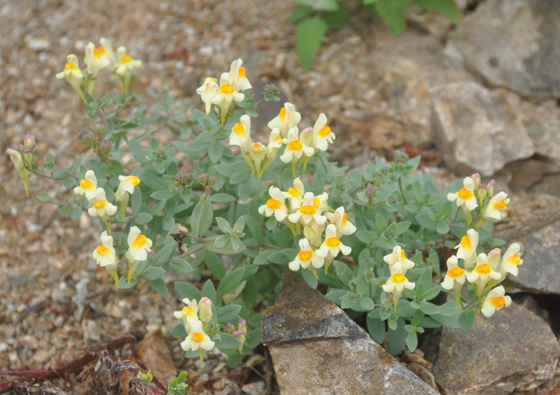 Image of Linaria japonica specimen.