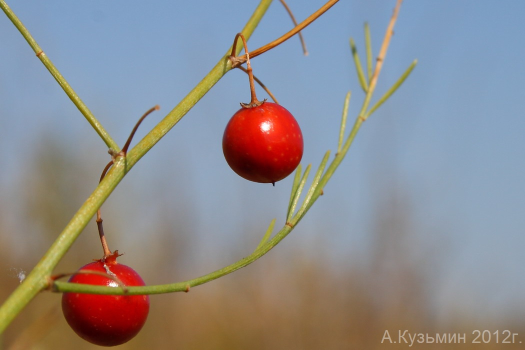 Изображение особи Asparagus officinalis.