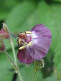 Geranium phaeum